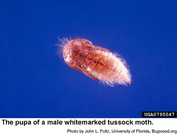 male whitemarked tussock moth pupa